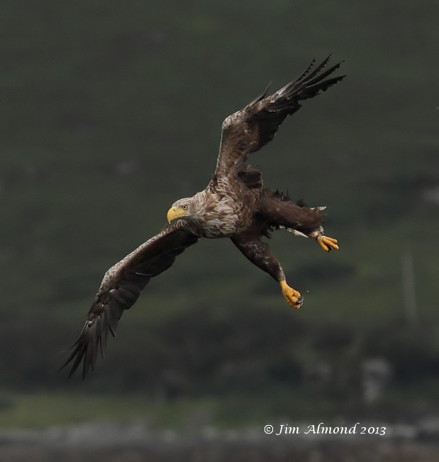 White tailed Eagle diving for  fish Mull 9 8 13  IMG_2610